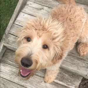 Meet your Posher, Jordan